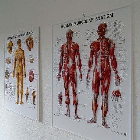 Anatomie Anatomie